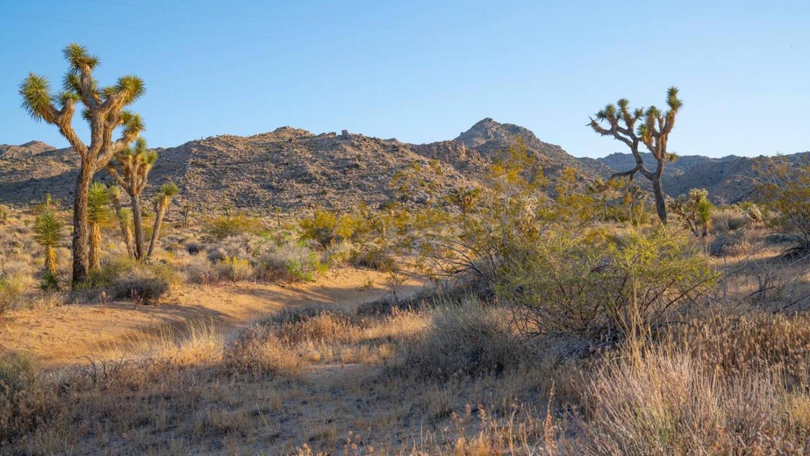 Experience Desert Serenity Gateway To ジョシュア・ツリー エクステリア 写真